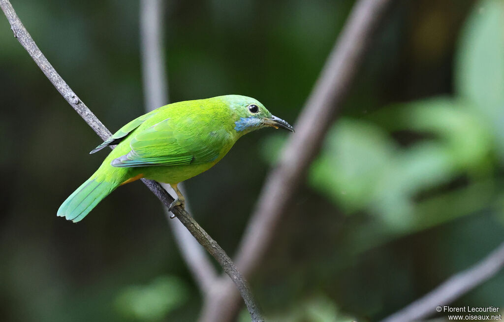 Verdin de Hardwick femelle