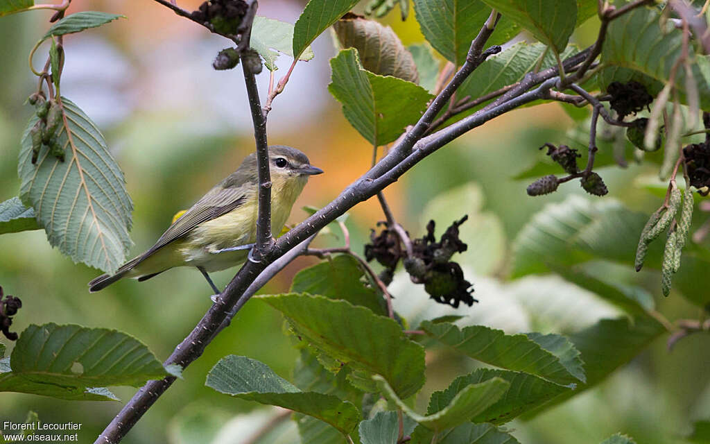 Viréo de Philadelphie, habitat