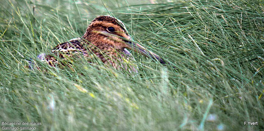 Common Snipe, identification, Behaviour