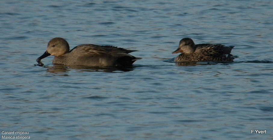 Canard chipeau , identification