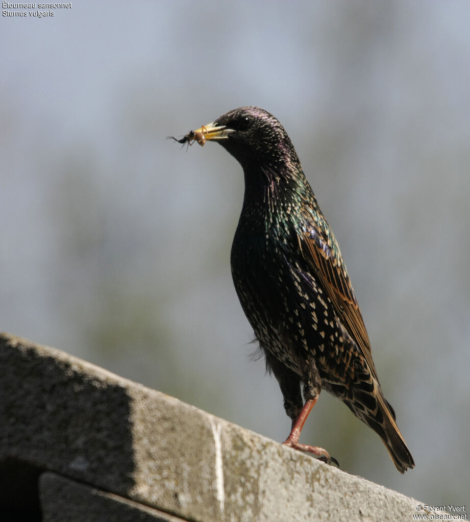 Common Starlingadult, feeding habits, Reproduction-nesting, Behaviour