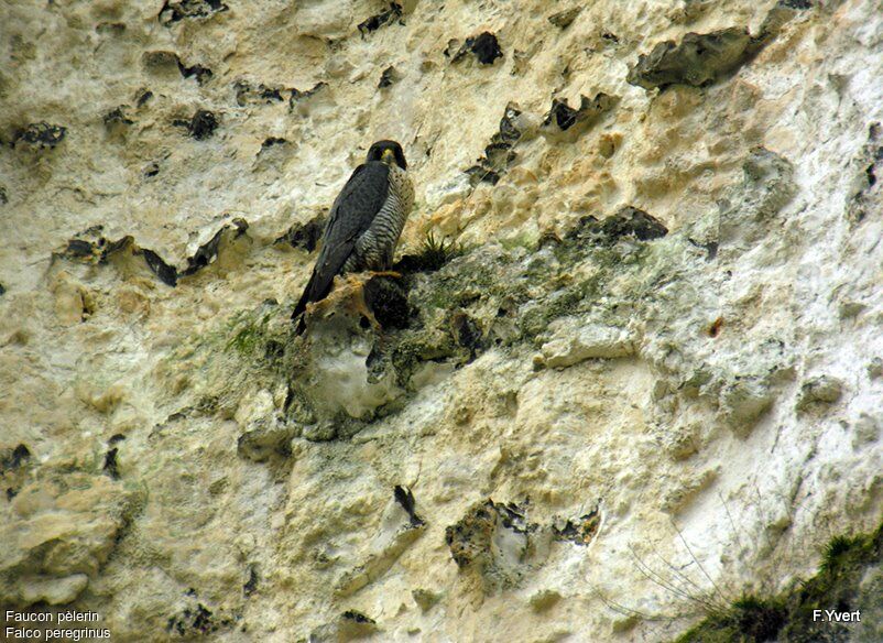 Peregrine Falcon male adult, identification, Behaviour