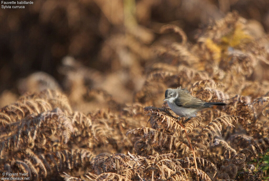 Lesser Whitethroat, identification, Behaviour