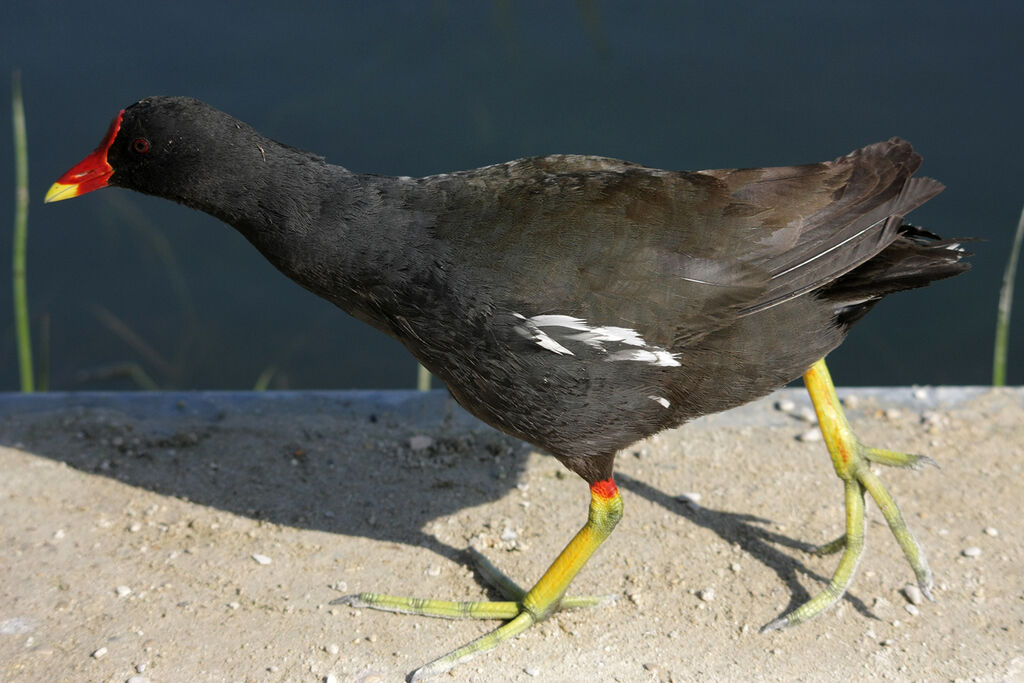 Common Moorhen