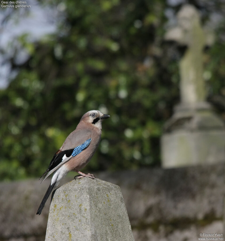 Geai des chênesadulte, identification, Comportement