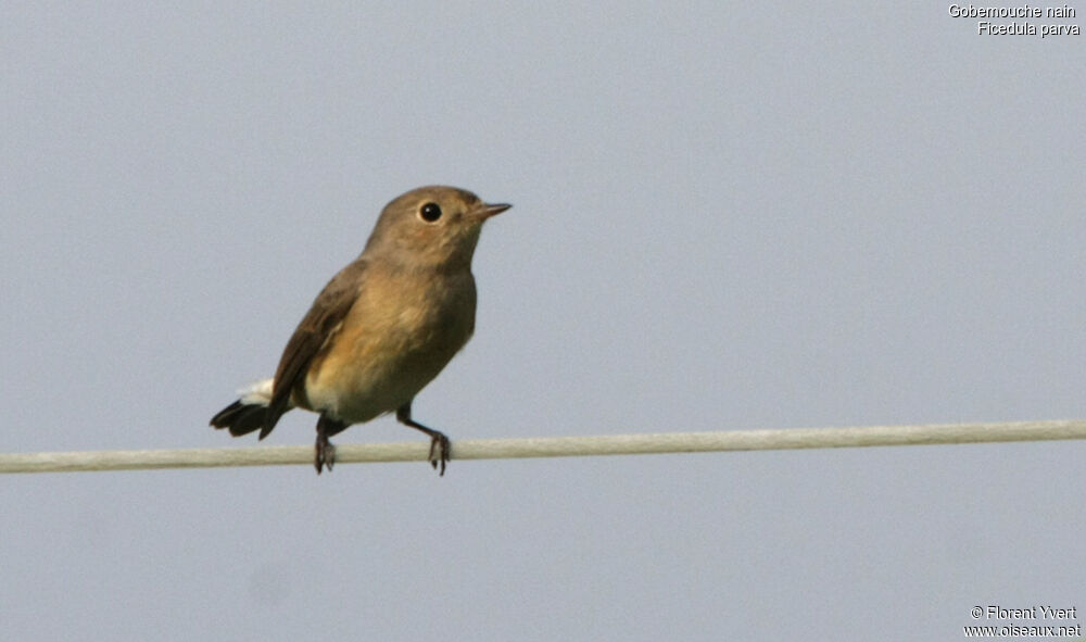 Red-breasted FlycatcherFirst year, identification