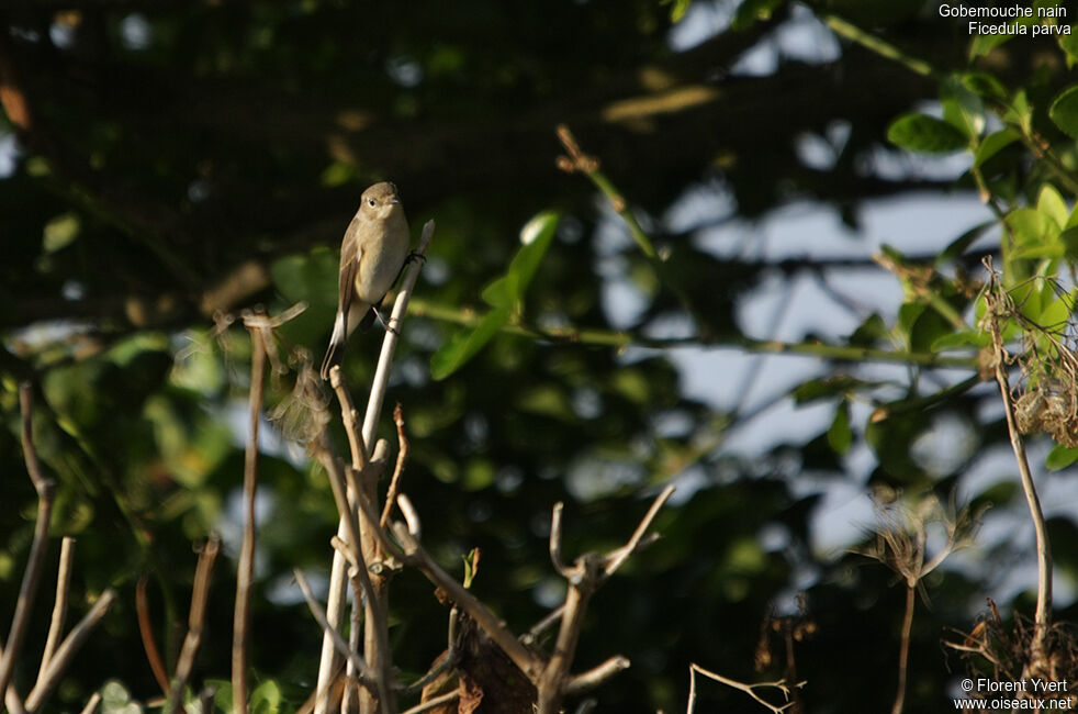 Red-breasted FlycatcherFirst year