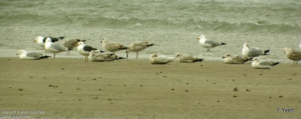 Goéland à ailes blanches2ème année, identification, Comportement