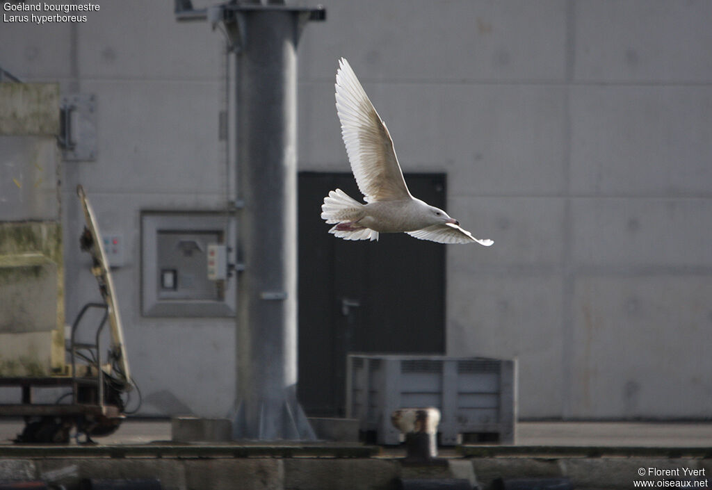 Glaucous GullSecond year, Flight