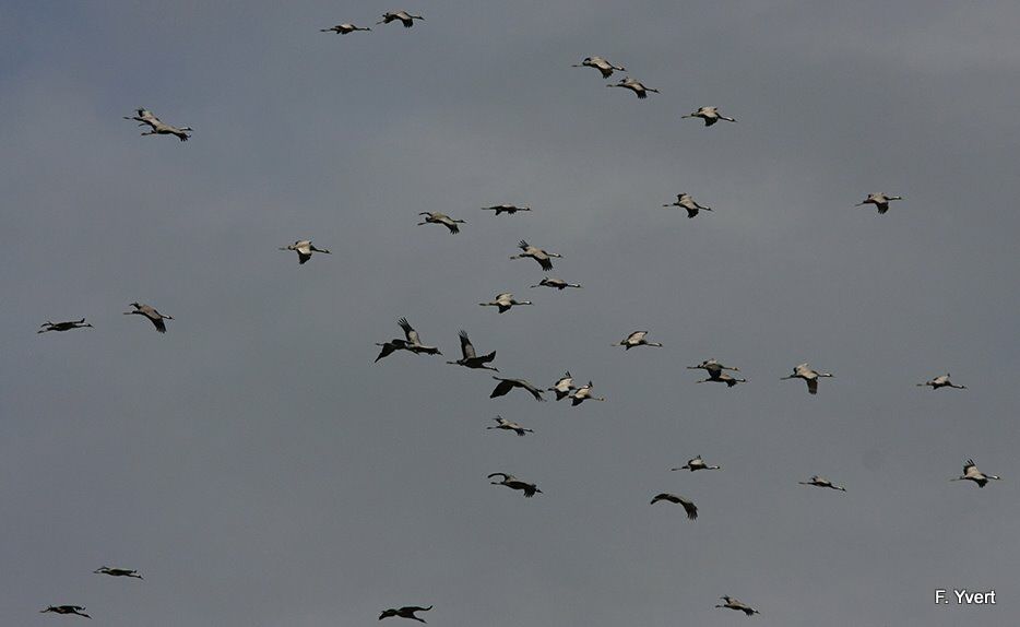 Common Crane, Flight