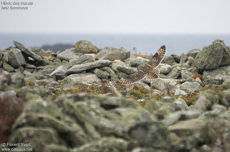 Short-eared Owl, Flight