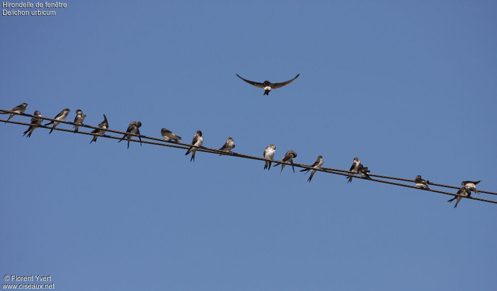 Western House Martin