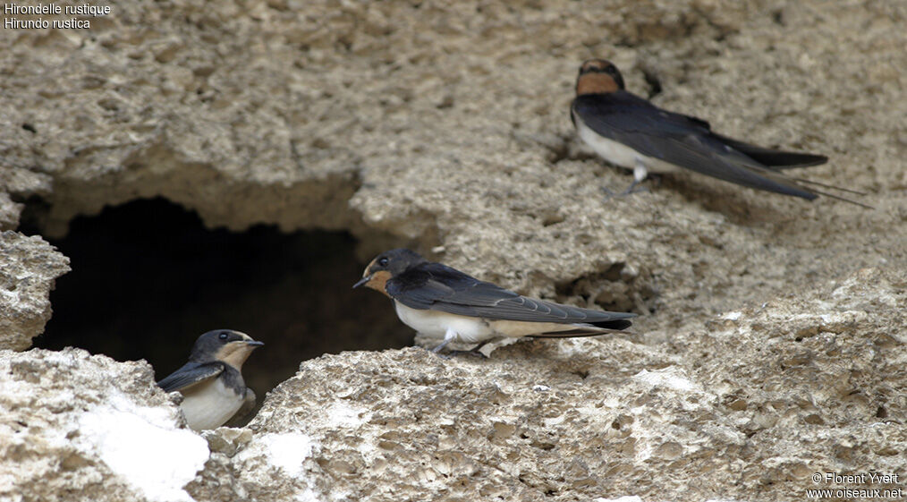 Hirondelle rustique, Nidification