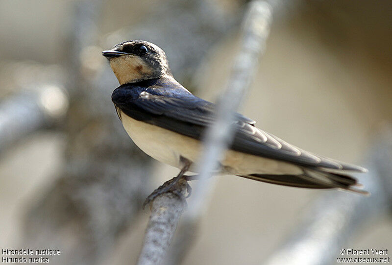 Barn Swallow, Reproduction-nesting