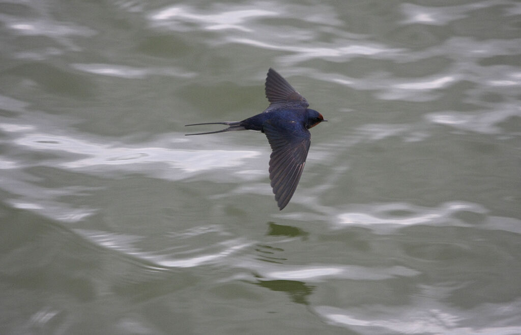 Barn Swallow
