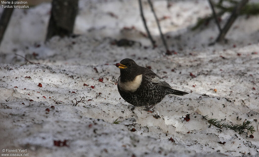 Ring Ouzel male adult, feeding habits