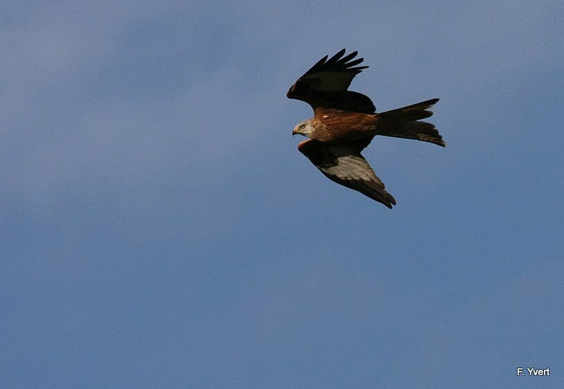 Red Kite