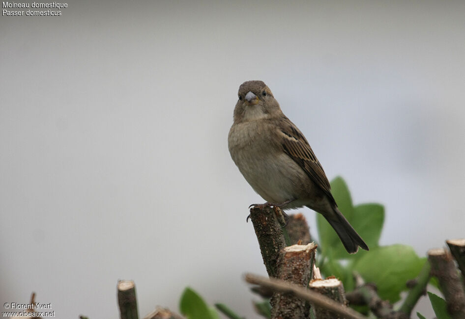 Moineau domestique