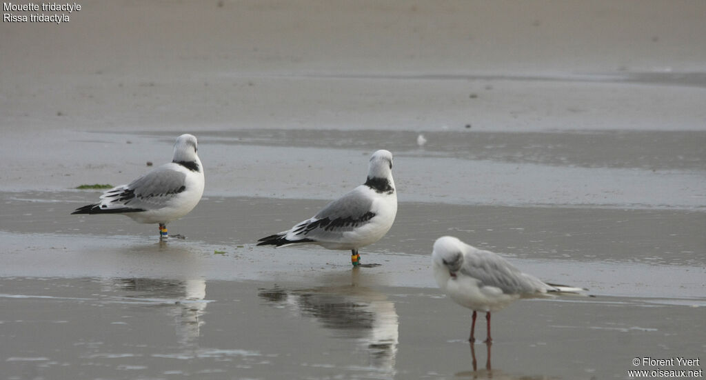 Black-legged KittiwakeFirst year, identification, Behaviour
