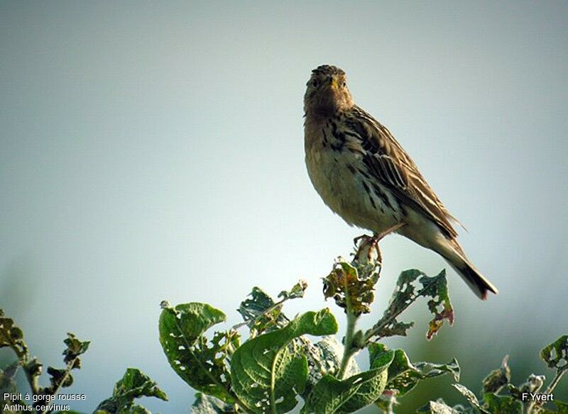 Pipit à gorge rousse, identification, chant