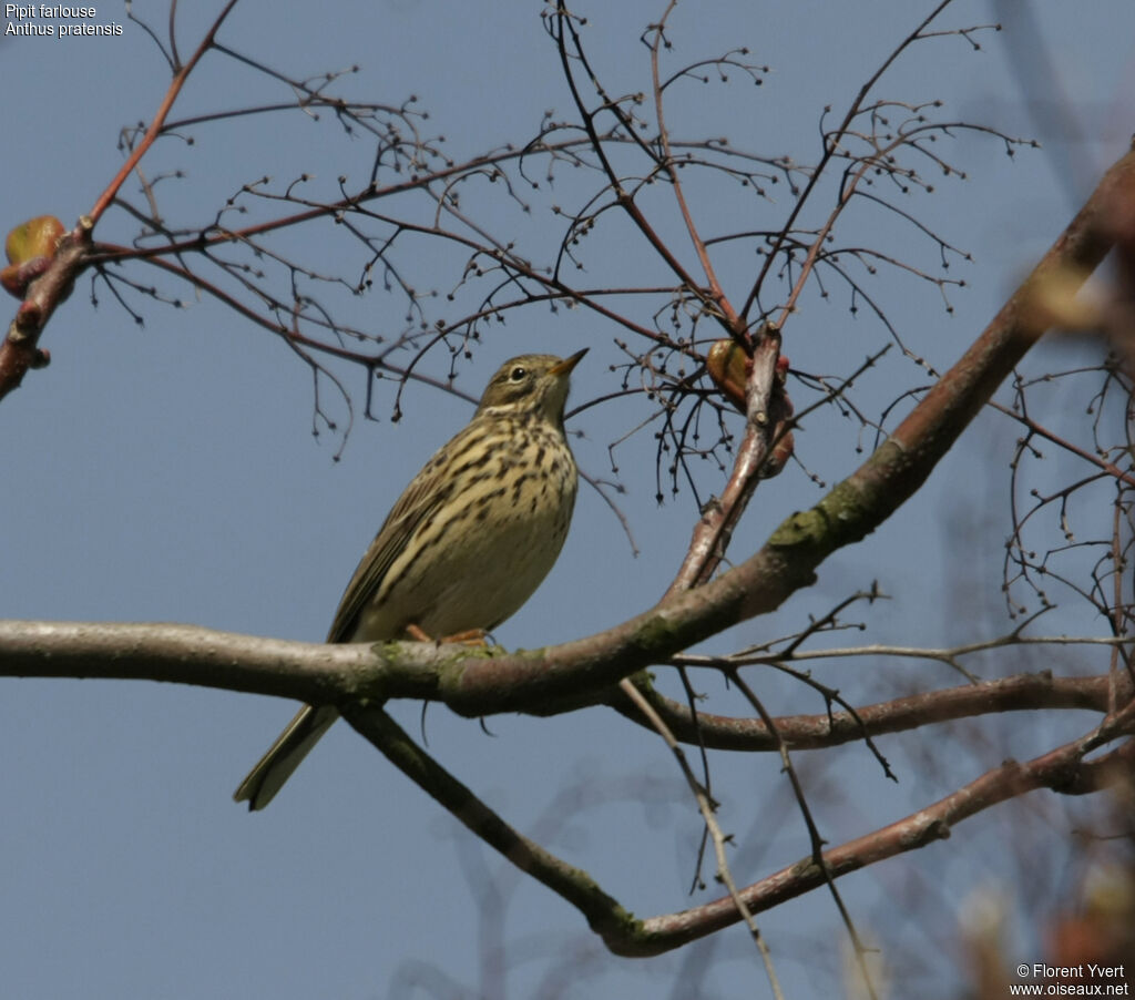 Meadow Pipitadult, identification, Behaviour