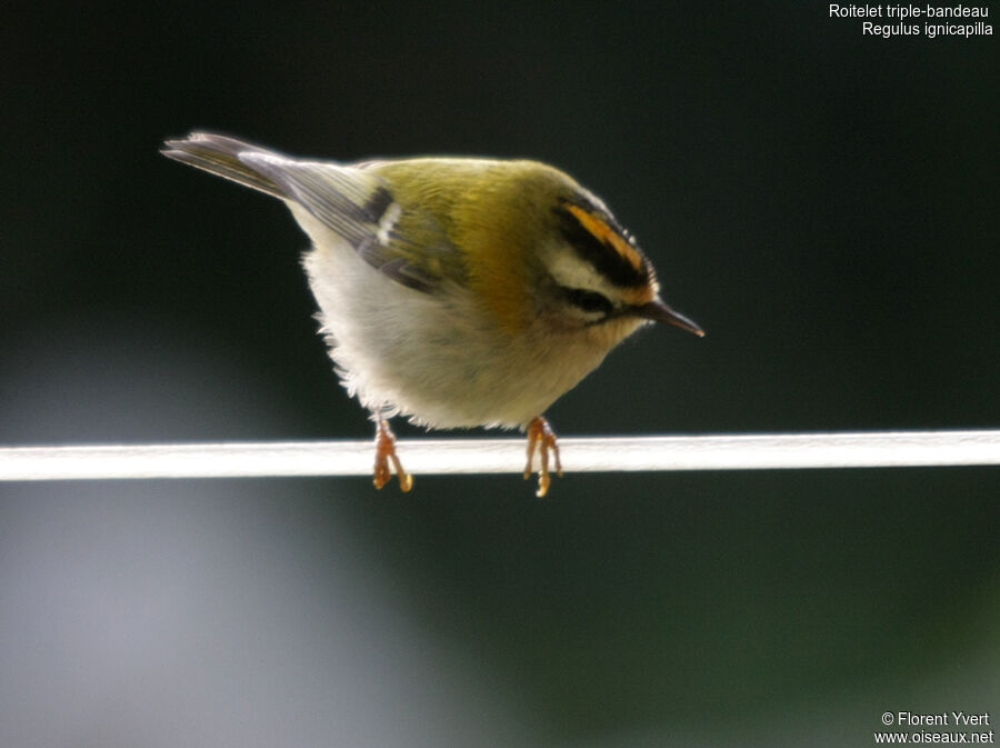 Common Firecrest, identification, Behaviour