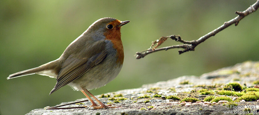 European Robin