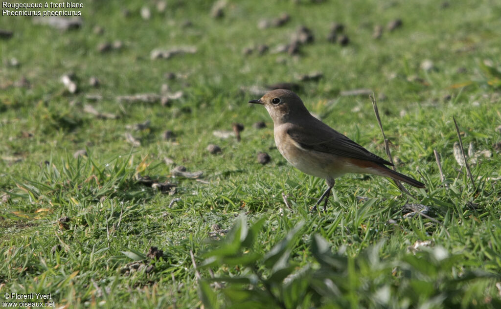 Common RedstartFirst year, identification, Behaviour
