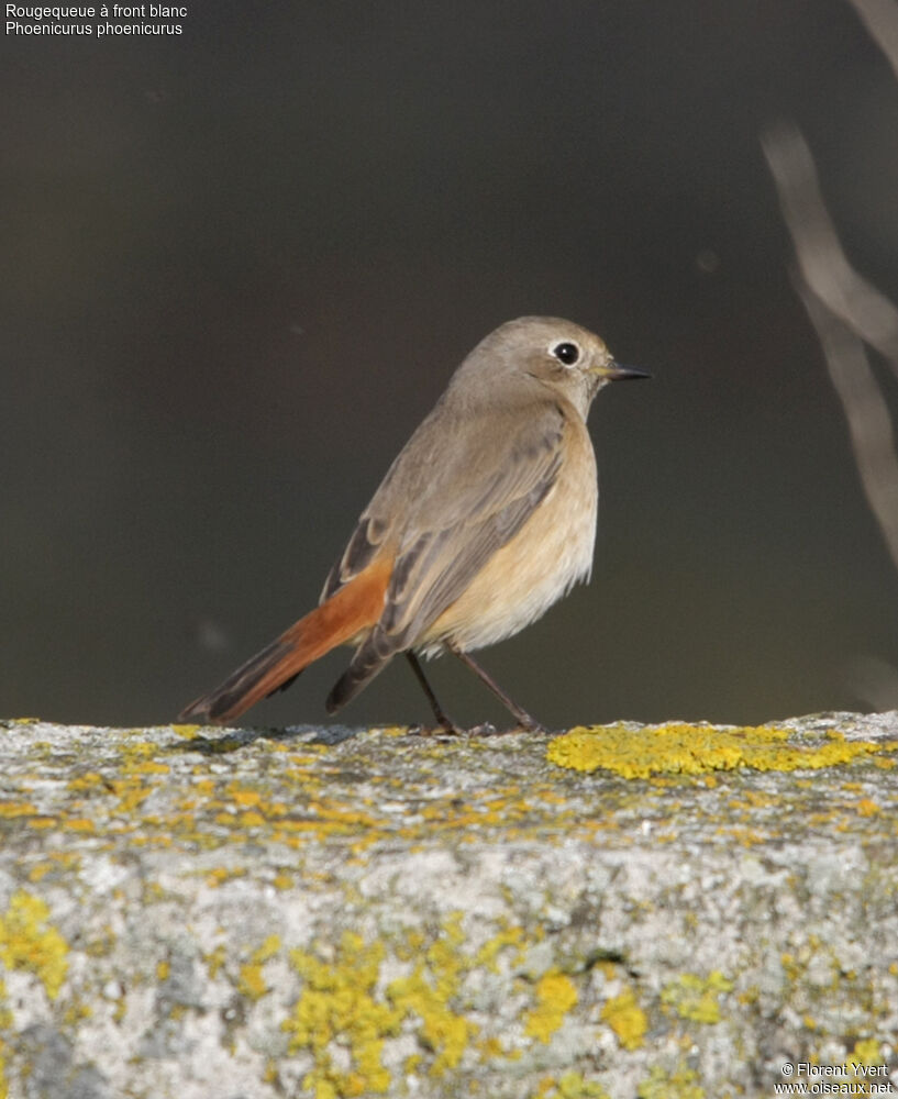 Common RedstartFirst year, identification, Behaviour