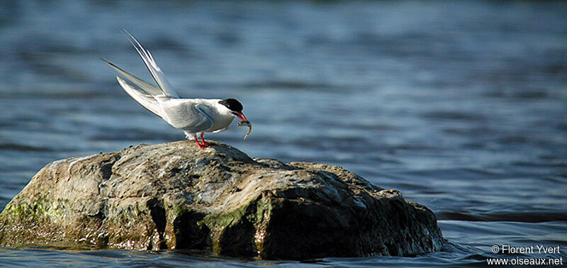 Arctic Ternadult breeding, Behaviour