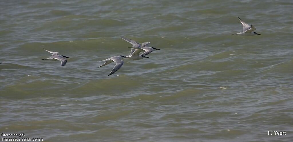 Sandwich Tern, Flight