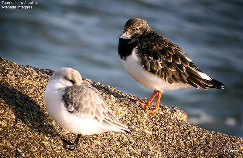 Tournepierre à collier, identification, Comportement
