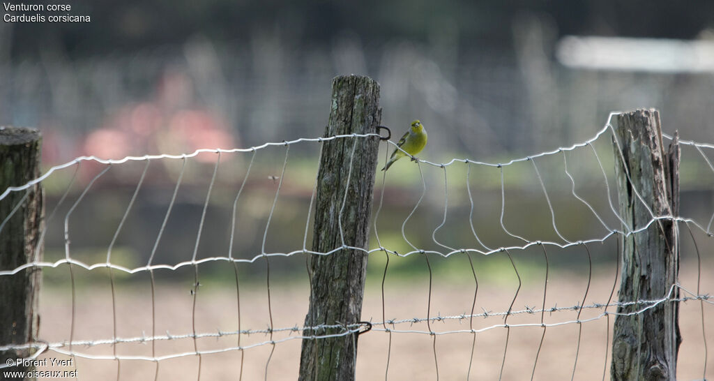 Corsican Finch
