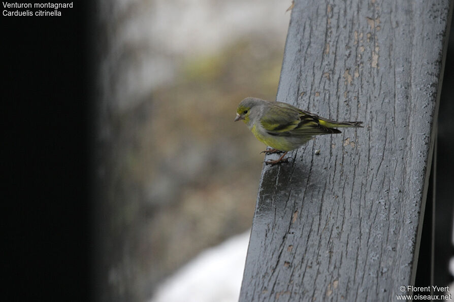 Venturon montagnard mâle adulte, identification