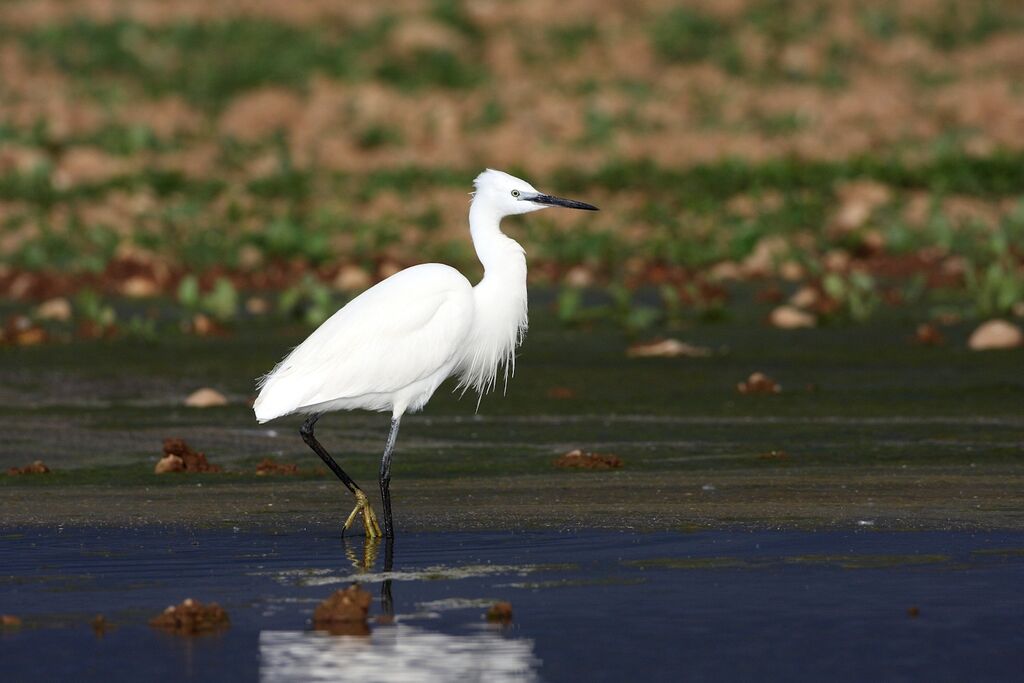 Little Egret