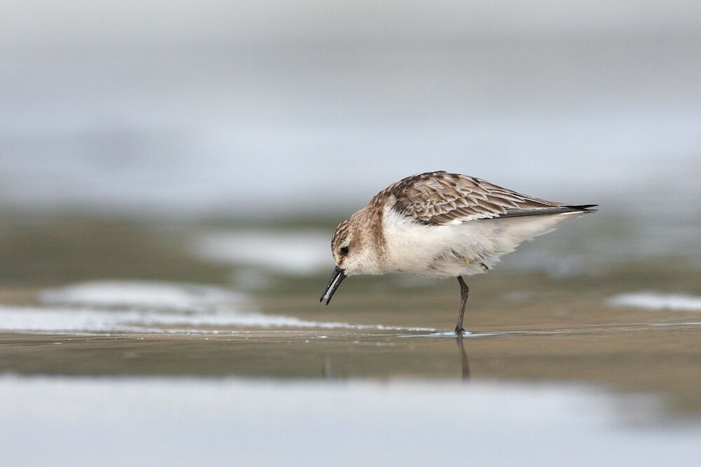 Red-necked Stint