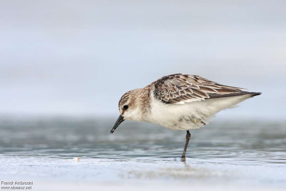 Red-necked Stintadult post breeding, Behaviour