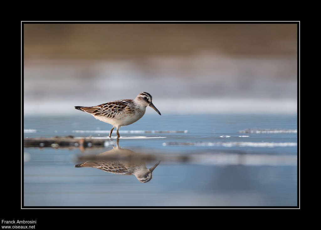 Broad-billed Sandpiperjuvenile, identification