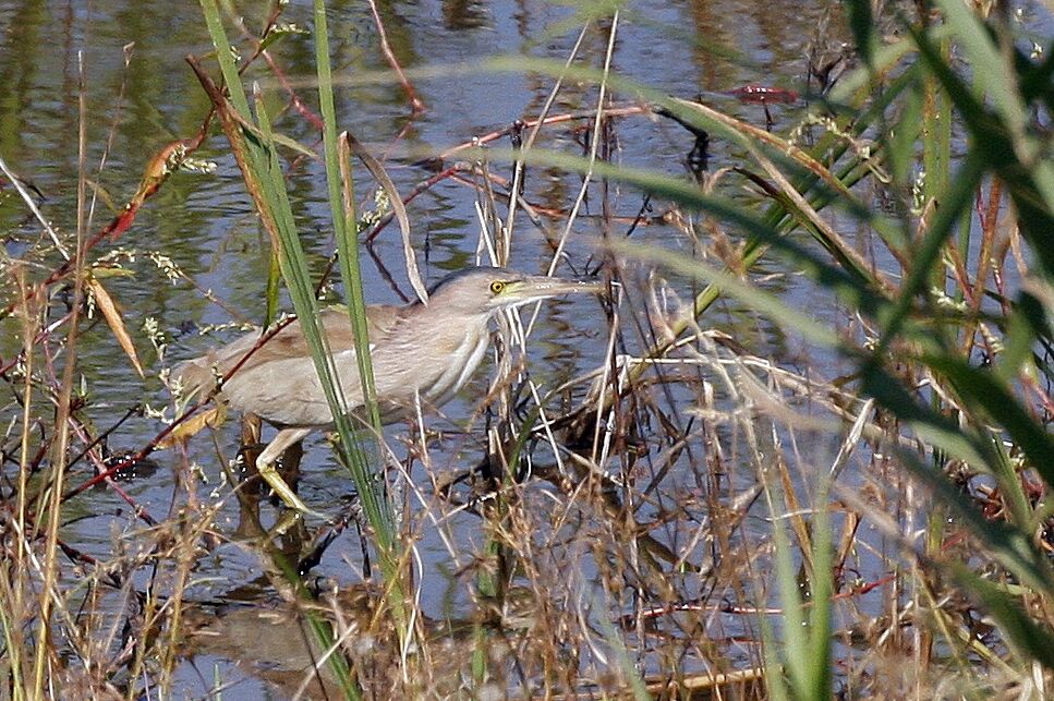 Yellow Bittern