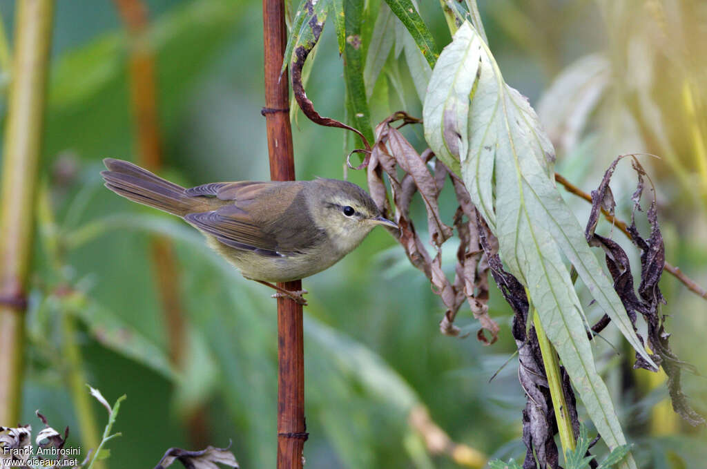 Bouscarle chanteuse, identification