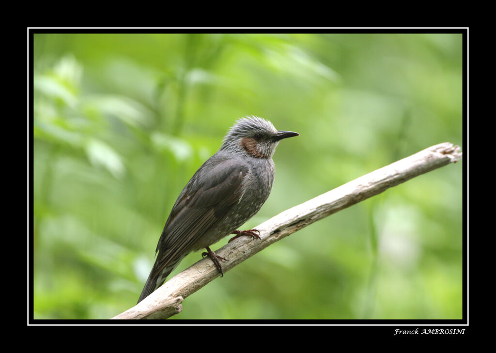 Bulbul à oreillons bruns
