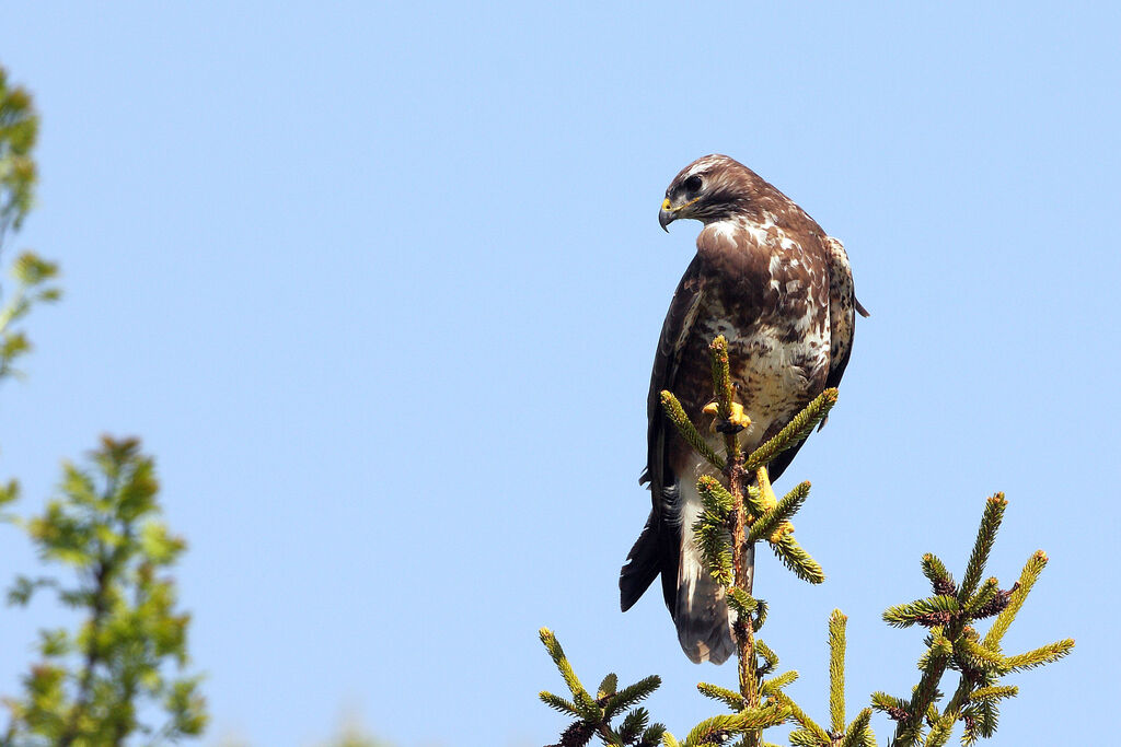 Buse variable