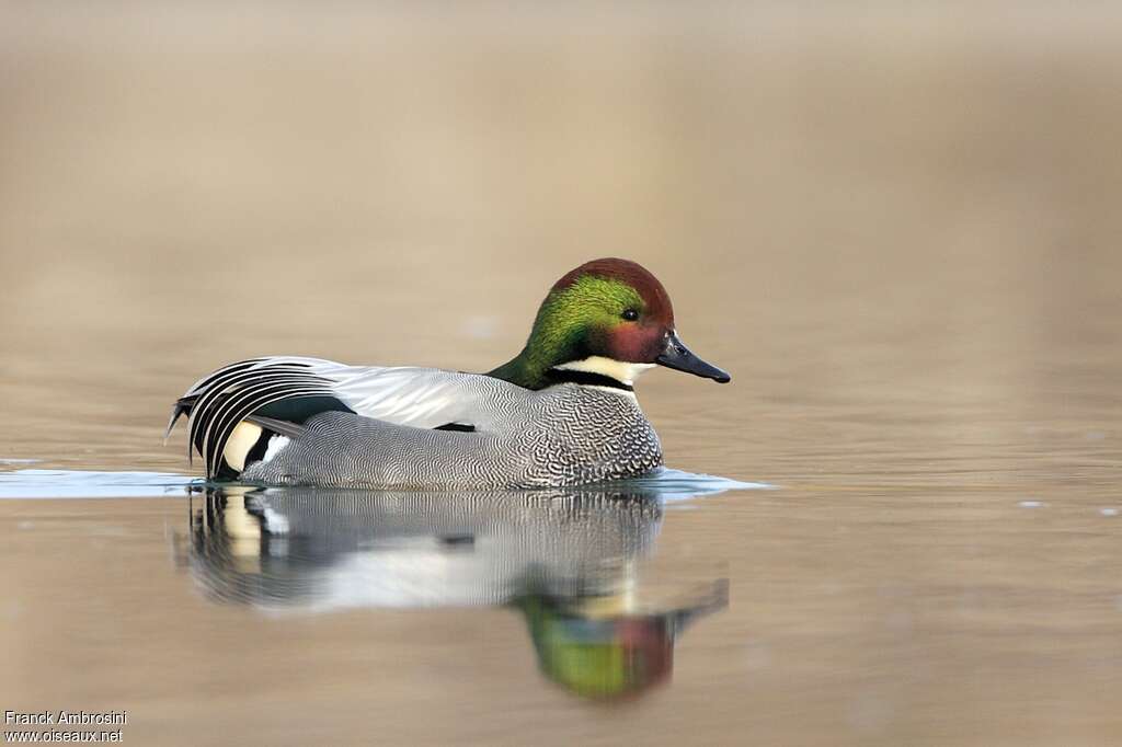Falcated Duck male adult, identification