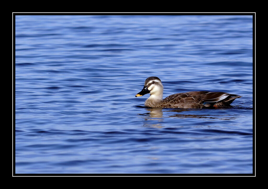 Canard de Chineadulte