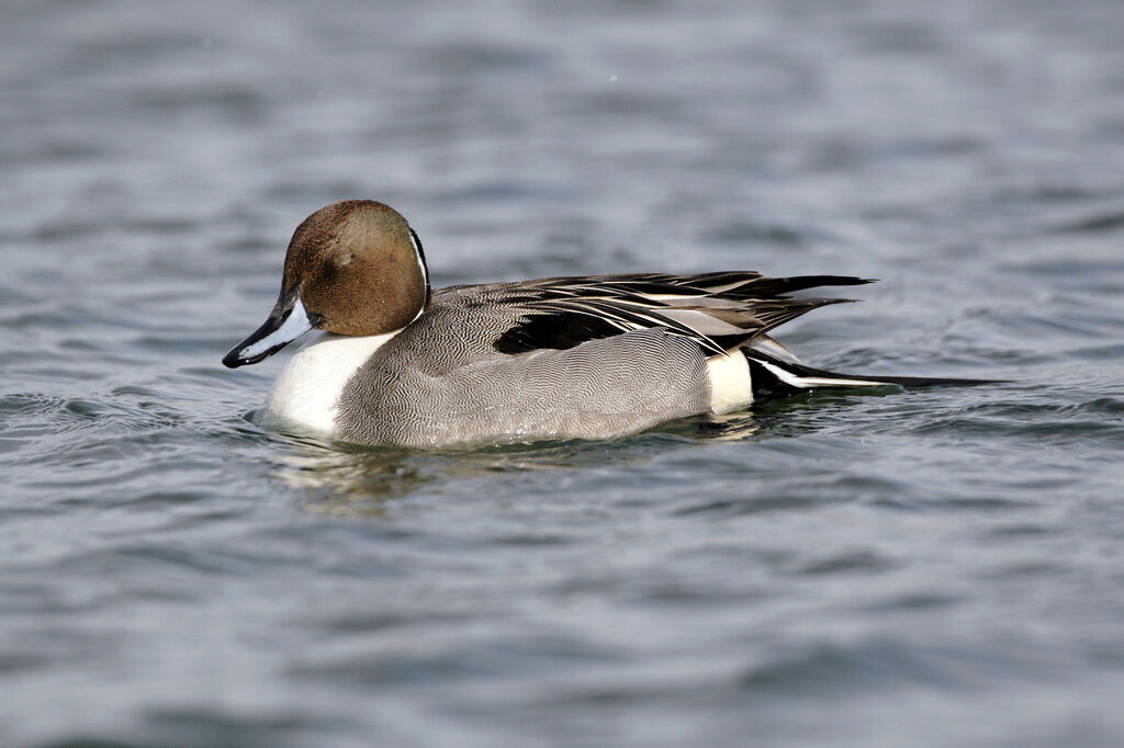 Canard pilet mâle adulte