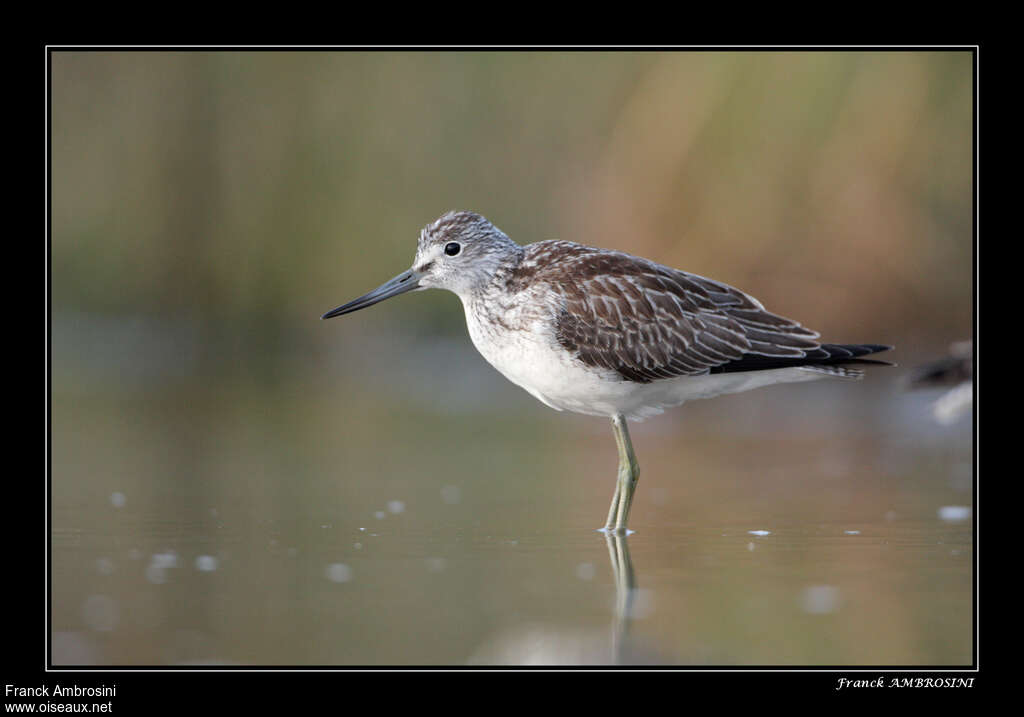 Common Greenshankadult, identification