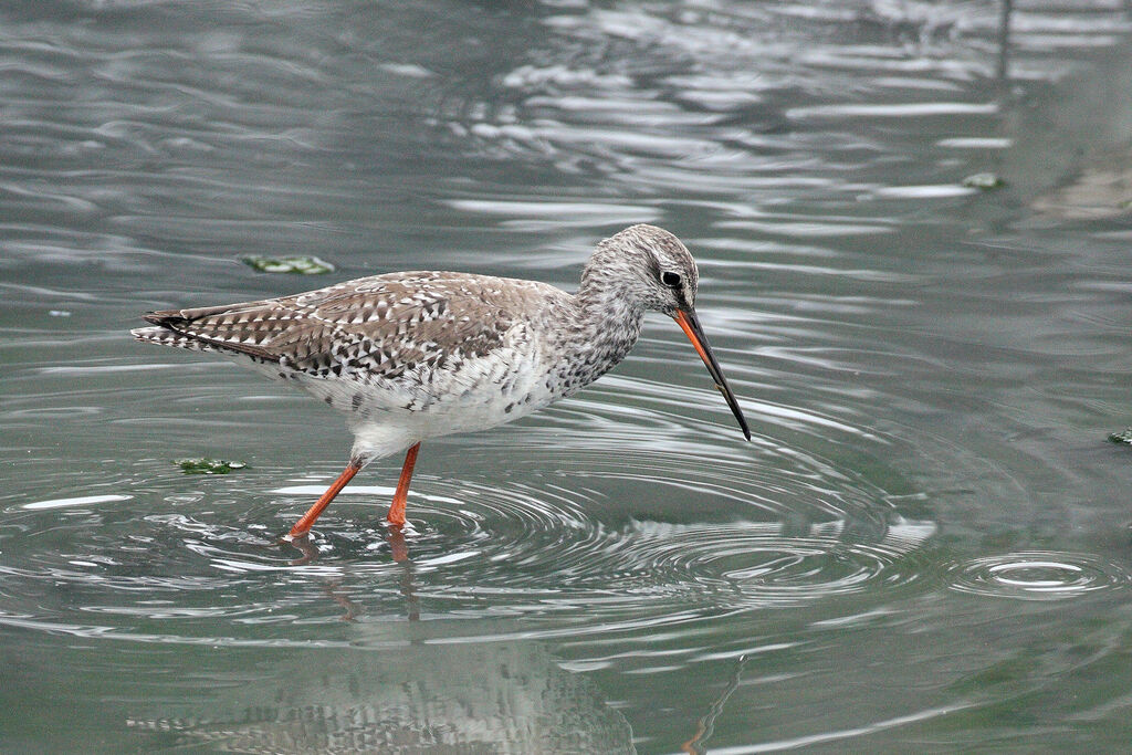 Spotted Redshank