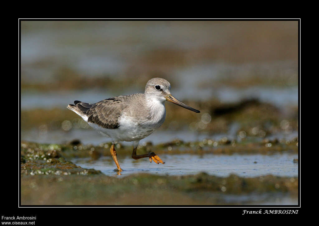 Terek Sandpiperadult, walking