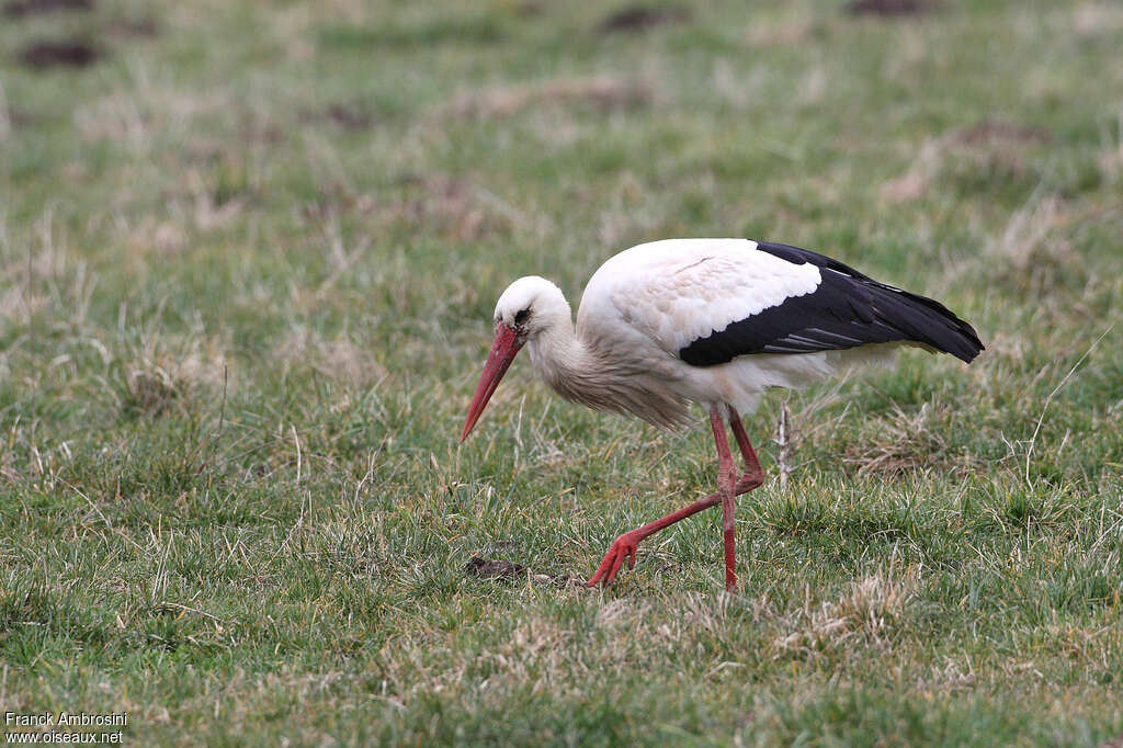 White Storkadult, fishing/hunting