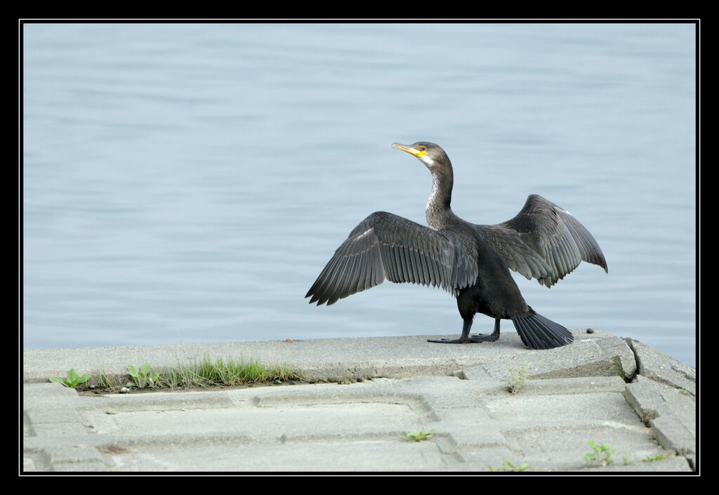 Cormoran de Temminck